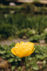 Fototapeta premium Close-up of a vibrant yellow tulip blooming in a lush garden with soft natural light and blurred green background. Elegant spring flower footage ideal for wellness branding, nature themes.