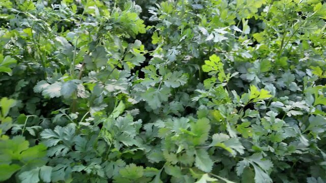 Close up view of fresh green celery leaves growing in a fertile field in Murcia Spain highlighting the vibrant organic texture healthy agricultural cultivation and sustainable farming practices  