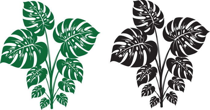 Black and white illustration of a monstera deliciosa plant with large leaves isolated on white background.