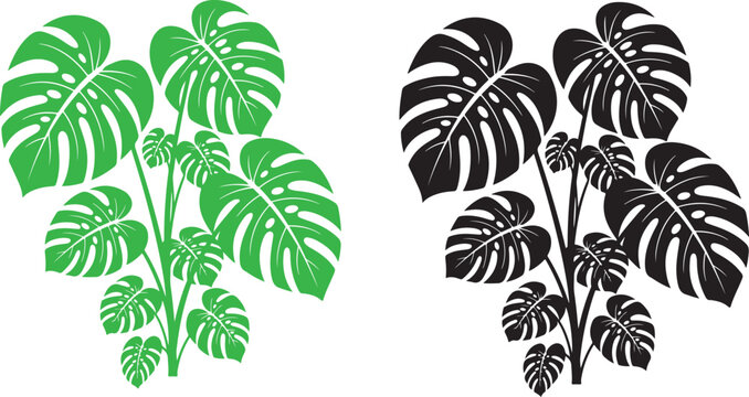  Black silhouette of a monstera deliciosa plant with large and small leaves isolated on white background