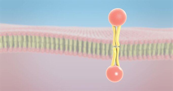 Closeup of two lipid layers forming a phospholipid bilayer in a polar membrane environment, showing molecular structure, fluidity, and biological barrier function with clean microscopic detail