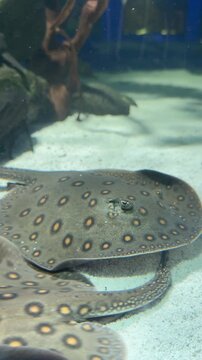 Potamotrygon motoro ocellate river stingray photographed from overhead reveals detailed spotted circular disc pattern. Top view ray macro footage suits wildlife education content, aquarium marketing