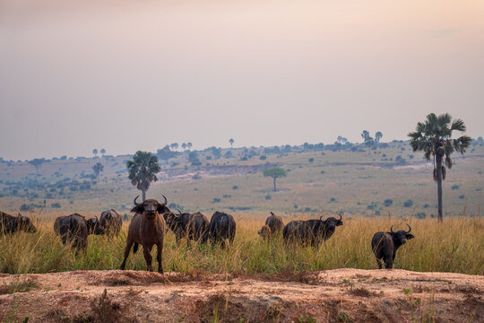 Herd of African buffaloes in the savanna at sunset, Uganda