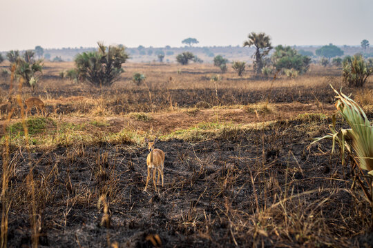 Small Oribi antelope in the burnt savanna of Uganda