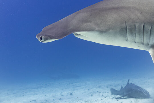 Closeup of hammerhead shark eyes with nurse shark resting on sand below