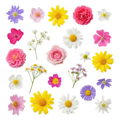 Obraz premium Collection of diverse small flowers and daisies, various petals and colors, isolated on transparent background for spring and summer floral designs.