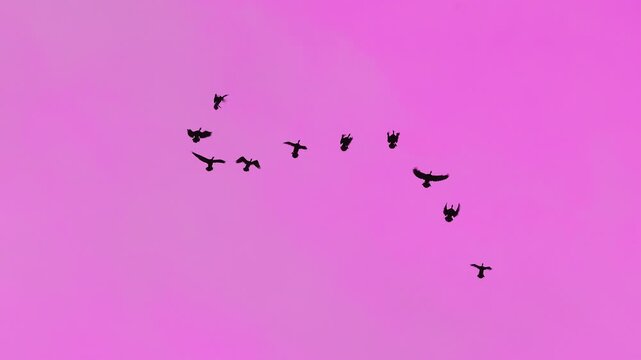 Birds Flying Together in Formation Travel Freedom Background. Wildlife Birds Migration in Blue Sky Cinematic Nature Scene. Flock of Birds Flying Symbol of Freedom and Journey Slow Motion