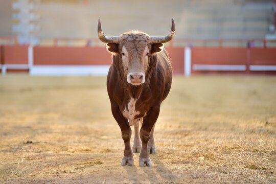 Taureau aux longues cornes dans une ar&egrave;ne en lumi&egrave;re dor&eacute;e avec regard frontal