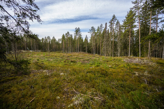 Wide view of boreal forest clearing with young regrowth after logging in northern woodland landscape.