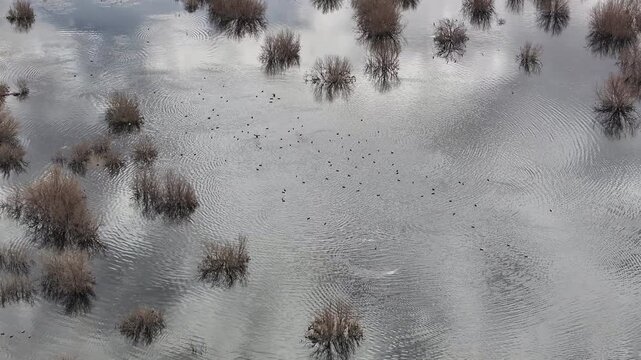 Aerial drone footage of large flock of ducks taking flight from flooded desert wetland with water reflections, Morocco