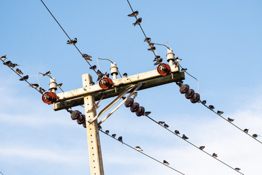 Arraial Do Cabo, Brasil - P&aacute;jaros posados en los cables de la electricidad.