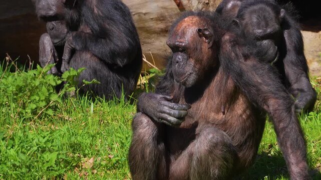 Close up chimpanzee sitting on a meadow resting and watching on a sunny day.