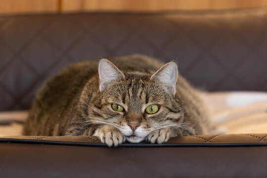 dicke Katz in einem Hunde- oder Katzenbett
