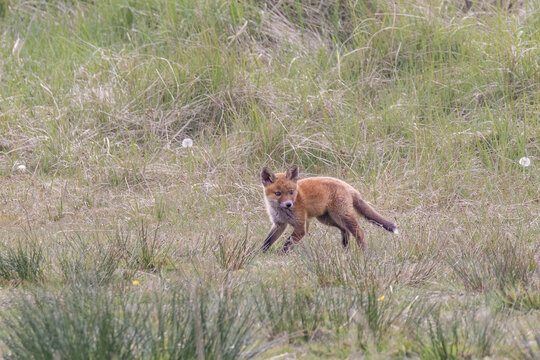 Fuchswelpe - ein junger Fuchs in der Wiese