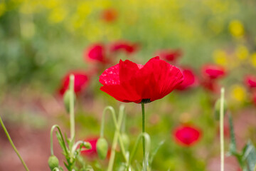 Obraz premium The poppy (Papaver rhoeas) is a wild plant that grows naturally in meadows, pastures, and fields during the spring season.