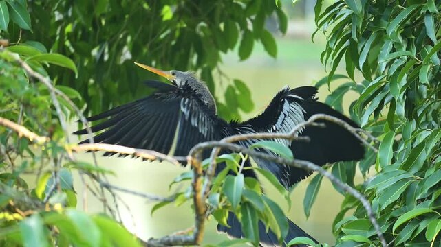 Biguatinga, a beautiful Biguatinga bird warming itself with its wings spread at sunrise in Brazil, 4k slow-motion video.