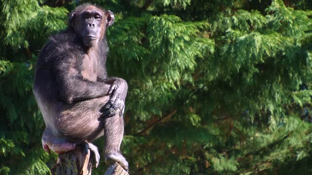 Close up chimpanzee sitting on a tree top resting and watching on a sunny day.