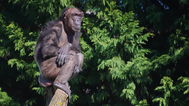 Close up chimpanzee sitting on a tree top resting and watching on a sunny day.