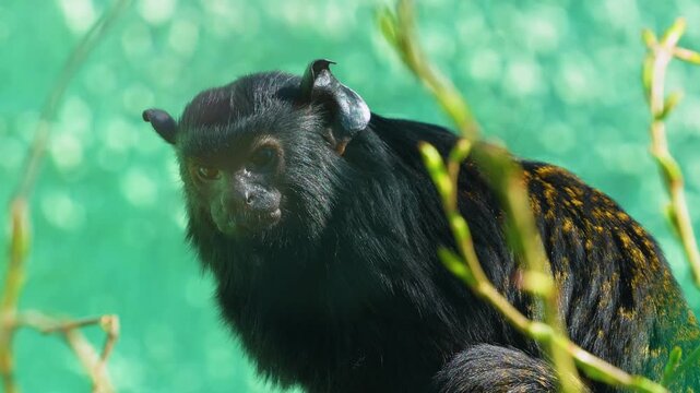 Close up of a gold hand tamarin marmoset monkey sitting on a tree branch and watching on a sunny spring day.