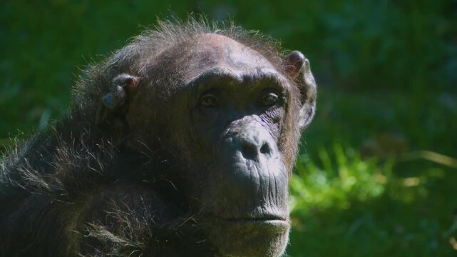Close up chimpanzee head turning his head and watching on a sunny day.