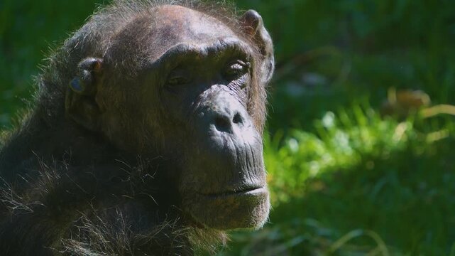 Close up chimpanzee head turning his head and watching on a sunny day.