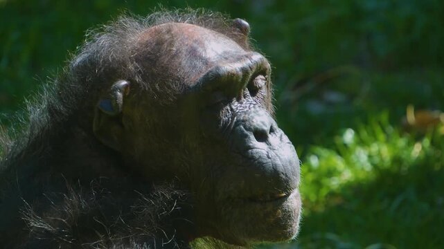 Close up chimpanzee head picking his nose and eating the bugger on a sunny day.