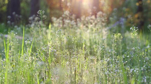 Grass Field In Golden Hour With Insects And Wind Nature Footage. Wild Meadow Plants In Evening Sunlight Atmospheric Nature Video. Meadow Herbs Moving In Breeze At Sunset With Flying Gnats Slow Motion