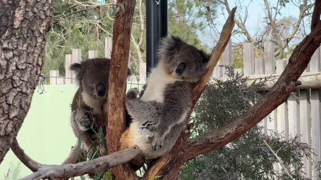 Cute Koalas Sitting in a Tree