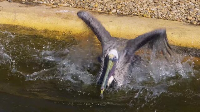 Close up of Dalmatian pelicans swimming around a lake and flapping his wings on a sunny spring day