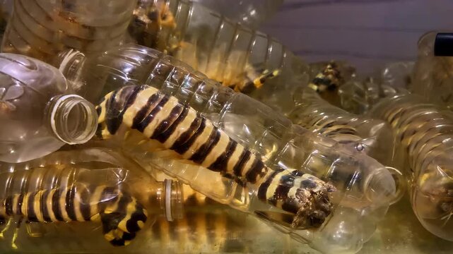 Mantis shrimp inside plastic bottles in shallow water at local coastal setting in Philippines