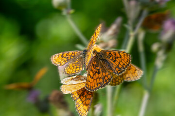 Close-up of multiple orange butterflies on green vegetation © Ya