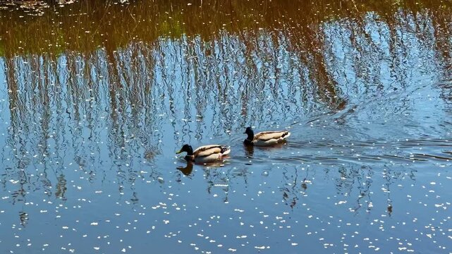 Two ducks swim together on a calm pond with tree reflections in springtime Riga