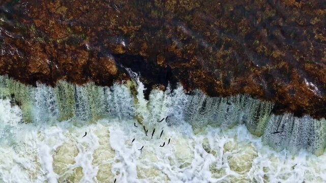 Aerial Fly Over View Of Fish Jump At Ventas Rumba Waterfall In Kuldiga Latvia