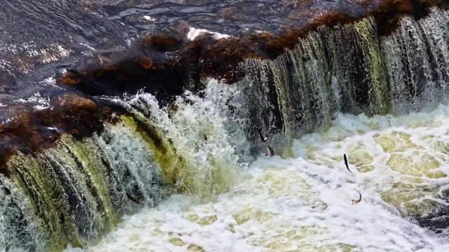 Close Up View Of Fish Jump At Ventas Rumba Waterfall In Kuldiga Latvia