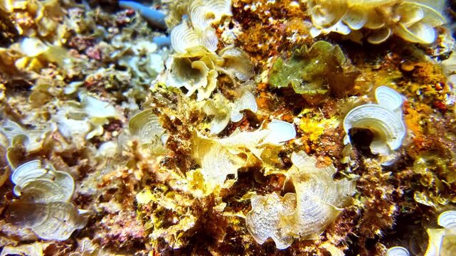 Underwater Pov Dive Macro Blue Sea Star Linckia Laevigata On Coral Reef In Moalboal Philippines