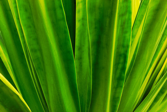 Close up of vertical agave leaves in a botanical garden on Maui Hawaii