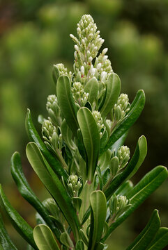 Flowering plant in a botanical garden on Maui Hawaii