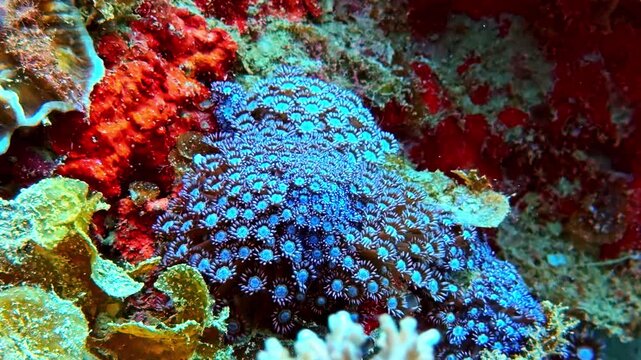 Underwater Pov Diver View Close Up Of Vibrant Blue Coral Polyp On Reef