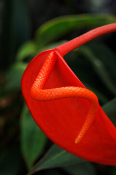 A bright red anthurium flower in a botanical garden in Maui Hawaii