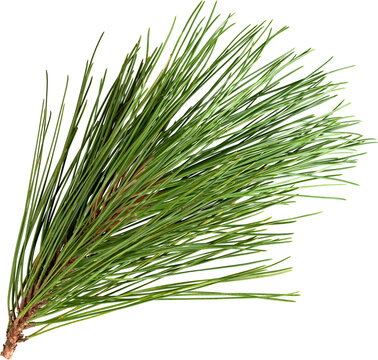 Pine Branch with Long Green Needles isolated on transparent background