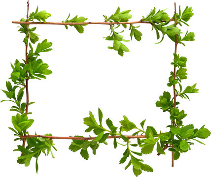 Square frame made of green leafy branches isolated on transparent background