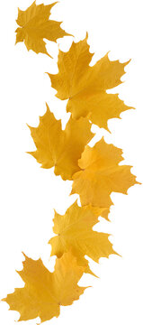 Yellow maple leaves falling vertical arrangement isolated on transparent background