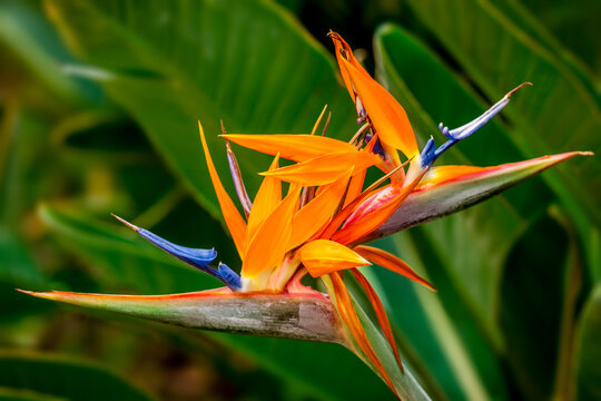 A bird of paradise flower in a garden in Maui Hawaii