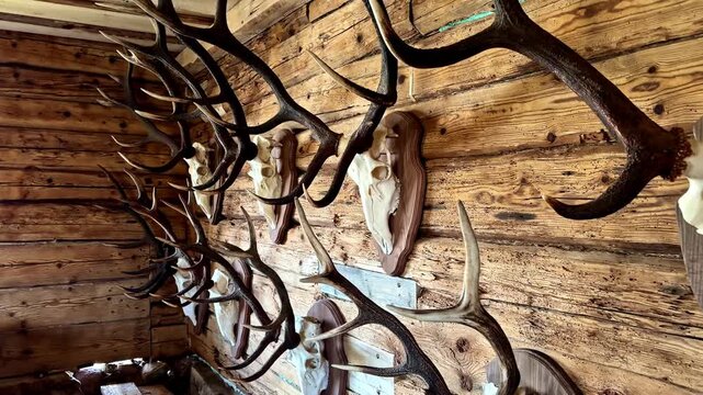 Impressive collection of big hunting trophies mounted on the wall of a rustic wooden cabin