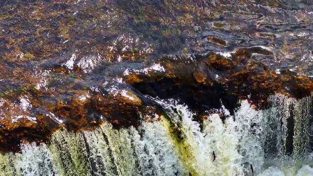Slow Motion Close Up View Of Fish Jump Up Ventas Rumba Waterfall In Kuldiga Latvia