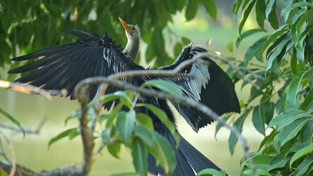 Biguatinga, a beautiful Biguatinga bird warming itself with its wings spread at sunrise in Brazil, 4k slow-motion video.