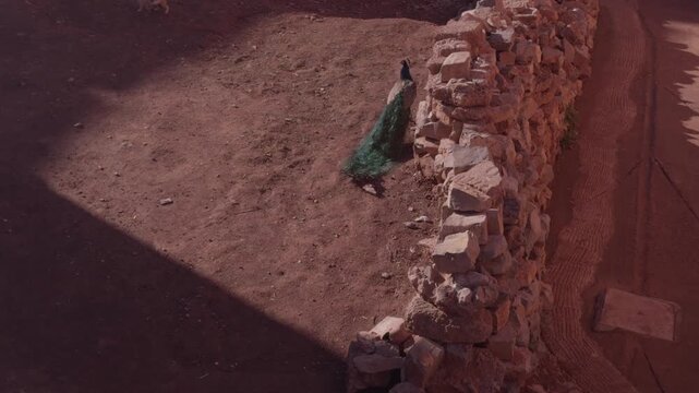 Peacock walking beside stone wall on dry ground in outdoor area