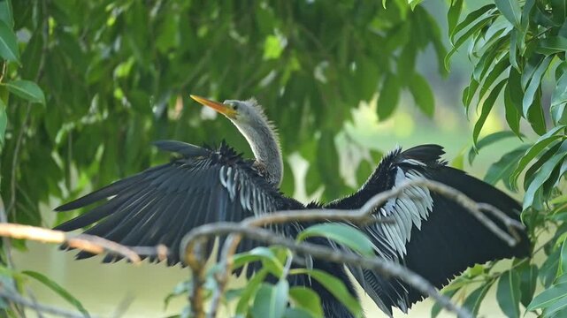 Biguatinga, a beautiful Biguatinga bird warming itself with its wings spread at sunrise in Brazil, 4k slow-motion video.