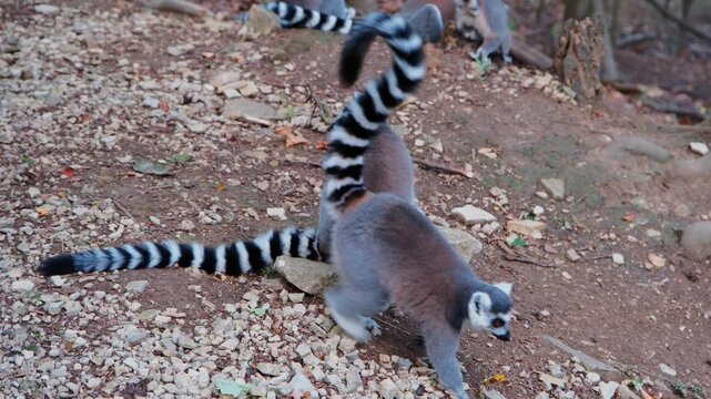Forest Lemurs Grooming And Exploring, Lemurs Interact With Each Other Among Natural Woodland Elements