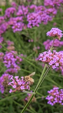 Close up of honey bee collecting nectar on verbena bonariensis wildflowers. Summer meadow scene. Natural pollination process. Small lilac-purple flowers clustered in flower heads on long slender stems